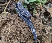 snake pendant KJP118-0101